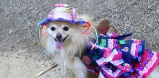 ArraiAu Pet anima Parque Celso Daniel neste domingo