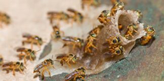 USP: criação de abelhas sem ferrão ajuda no aumento de renda de pequenos produtores