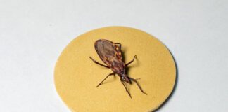 Doença de Chagas: como é transmitida, como deve ser tratada e o que fazer para evitar