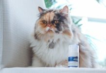 4 mitos e verdades sobre os hábitos alimentares dos gatos