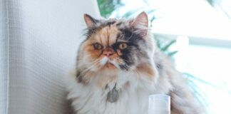 4 mitos e verdades sobre os hábitos alimentares dos gatos