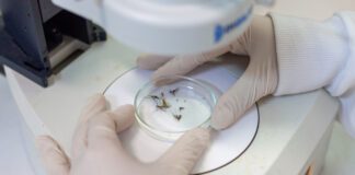 Por que a dengue é transmitida pelo Aedes aegypti? Entenda como os vírus podem se adaptar a diferentes mosquitos