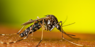 Pesquisa de SP conclui que fenômeno El Niño aumentou infestação do Aedes aegypti no estado