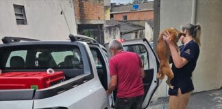 Resgate de animais em situação de maus-tratos no Jardim Anchieta mobiliza autoridades em Mauá