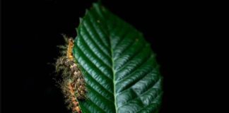 Acidentes com lagartas aumentam no verão; veja cuidados