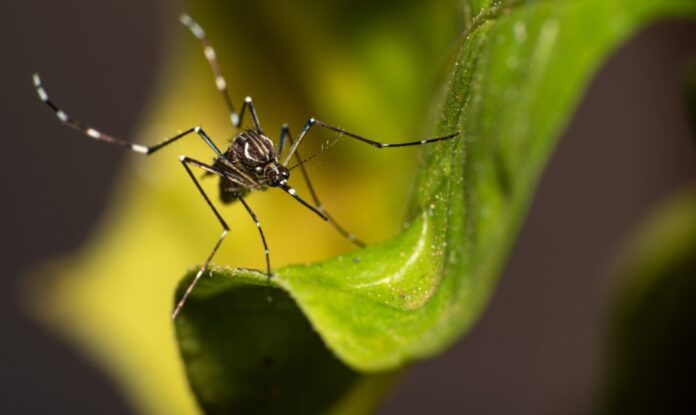 Mosquito-Aedes-aegypti-1024x610