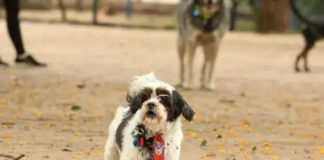 Animais domésticos terão direito a RG com cadastro nacional