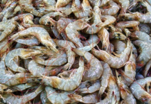 Estudo de SP investiga a presença de microplásticos em camarões no litoral