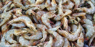 Estudo de SP investiga a presença de microplásticos em camarões no litoral