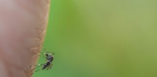 Dengue: chegada do mosquito a novas regiões e circulação de sorotipos 3 e 4 mantêm alerta, informa Butantan