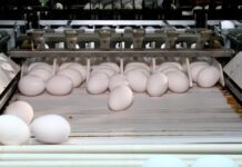 Serviço de Inspeção do Governo de SP chega à marca de 700 estabelecimentos registrados