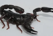 USP identifica toxina de escorpião da Amazônia capaz de matar células de câncer de mama