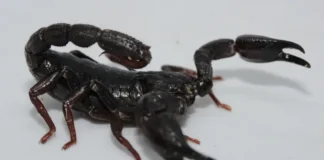 USP identifica toxina de escorpião da Amazônia capaz de matar células de câncer de mama