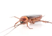 Baratas sobreviveriam ao fim do mundo? Todas voam e dormem? Veja curiosidades sobre o inseto