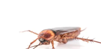 Baratas sobreviveriam ao fim do mundo? Todas voam e dormem? Veja curiosidades sobre o inseto