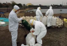 Estado de SP registra primeiro caso de gripe aviária do ano