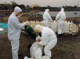 Estado de SP registra primeiro caso de gripe aviária do ano