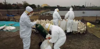 Estado de SP registra primeiro caso de gripe aviária do ano